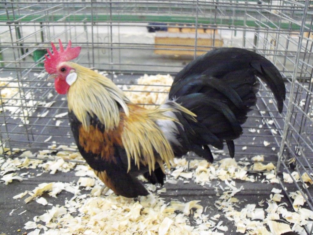 Cream Light Brown and Blue Cream The Classroom The Coop